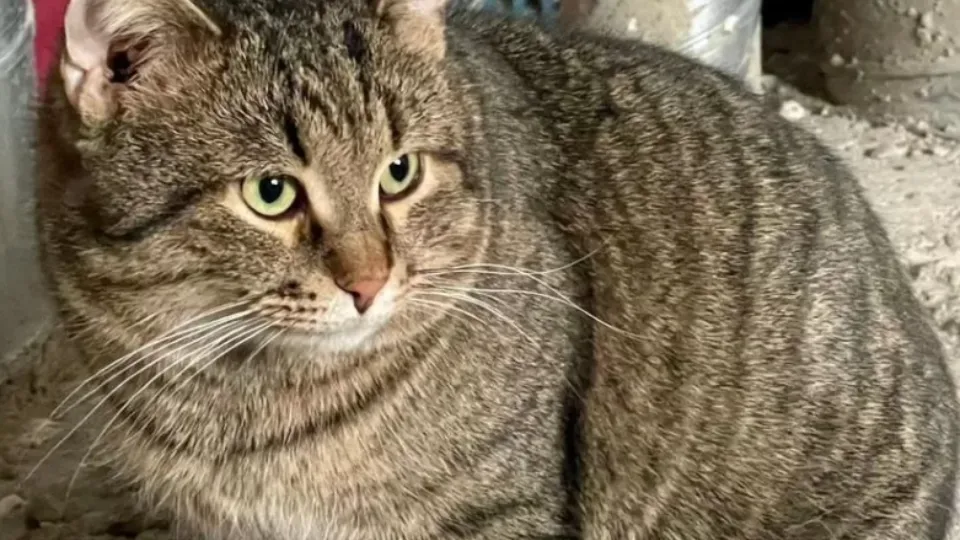 Фото: городская доска объявлений