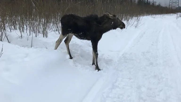 Комитет лесного хозяйства Московской области