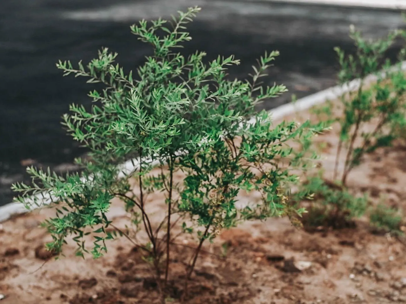 Фото: Щелковской телевидение