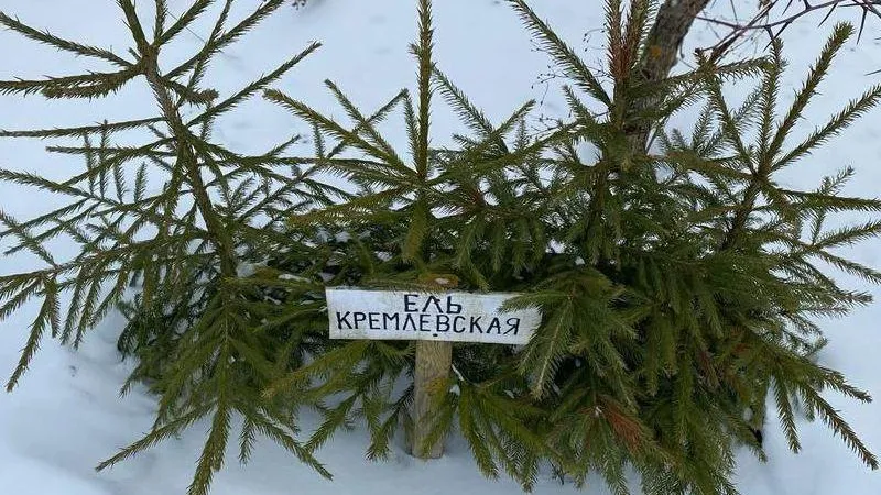 В школьном лесничестве Подмосковья вырастили деток кремлевской елки