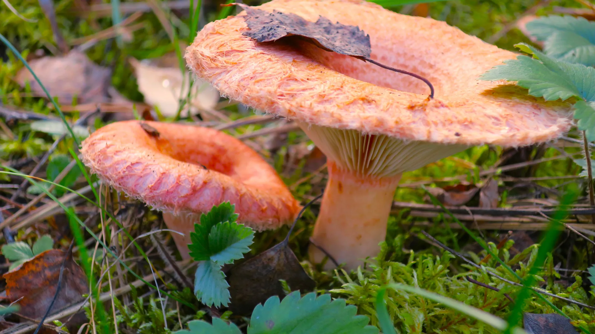 Фото: медиасток.рф