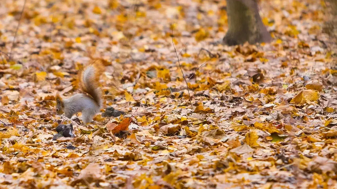 Министерство благоустройства Московской области