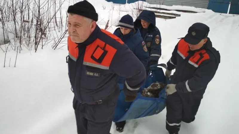 Бездомной собаке, нуждавшейся в срочной операции, помогли подмосковные спасатели