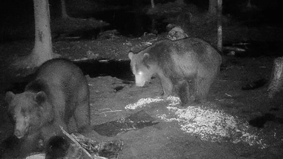 Фото: vk.com/Военно-охотничье общество