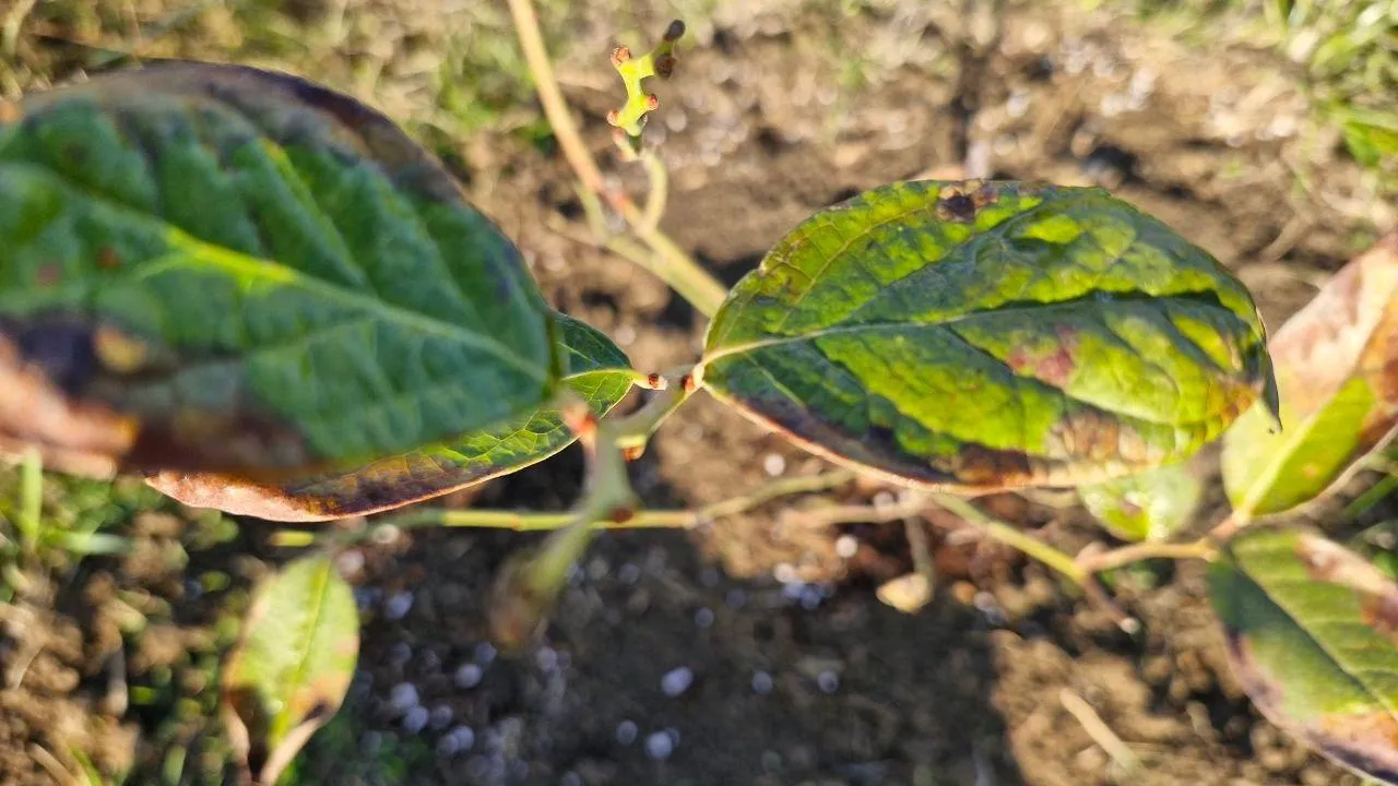 REGIONS/Наталия Надточая