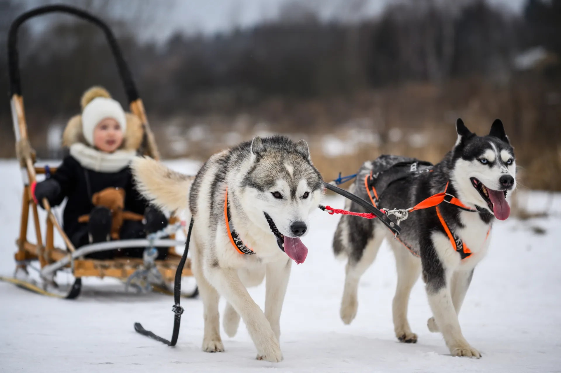 Празднование Масленицы в Муранове