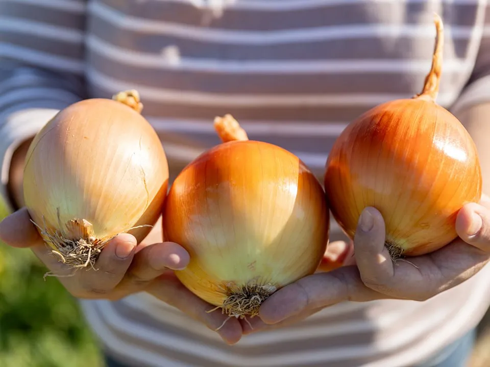 Фото: istockphoto.com/ISMOLOEX