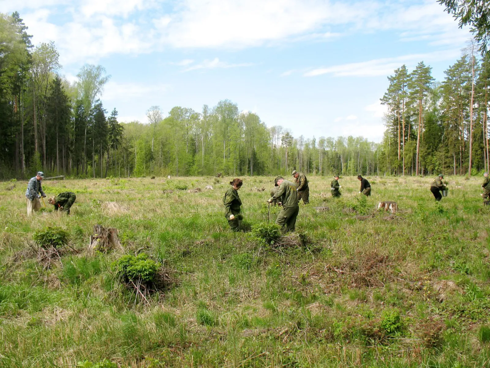 Фото: филиал «Русский лес» ГКУ МО «Мособллес»