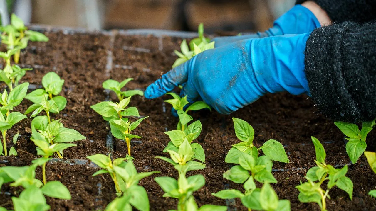 медиасток.рф