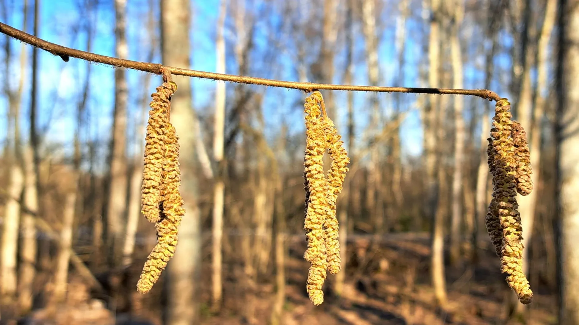 МедиаБанк Подмосковья/Игорь Панов
