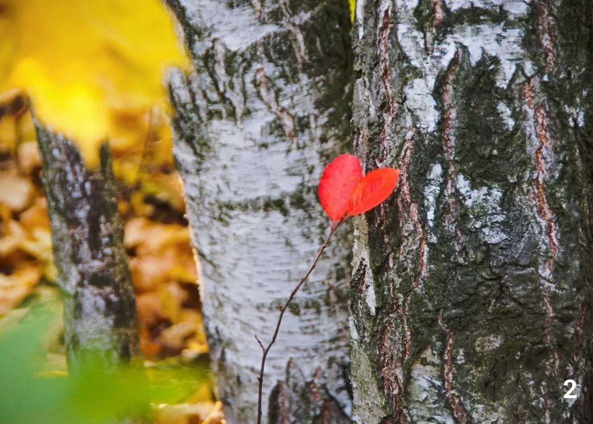 Фото: Комитет лесного хозяйства МО