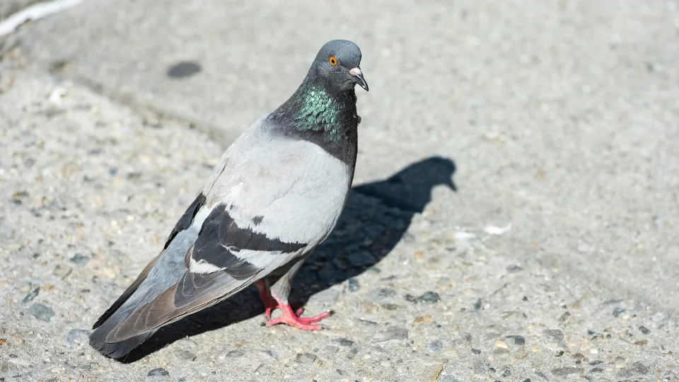 Фото: istockphoto.com/Boogich