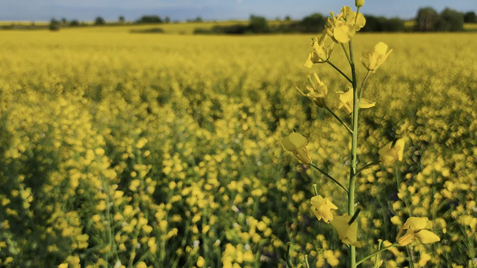 Фото: МедиаБанк Подмосковья/Марина Анисимова