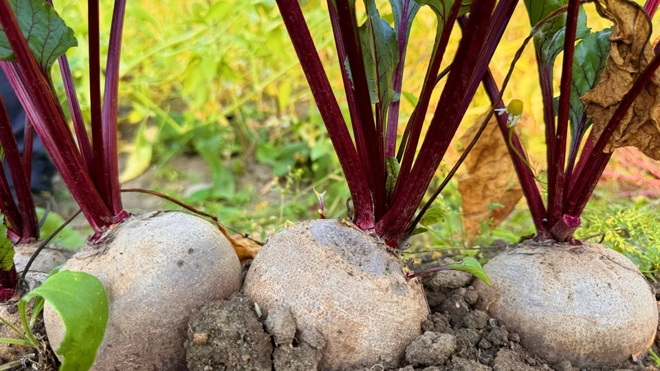 Фото: REGIONS/Мария Шматкова