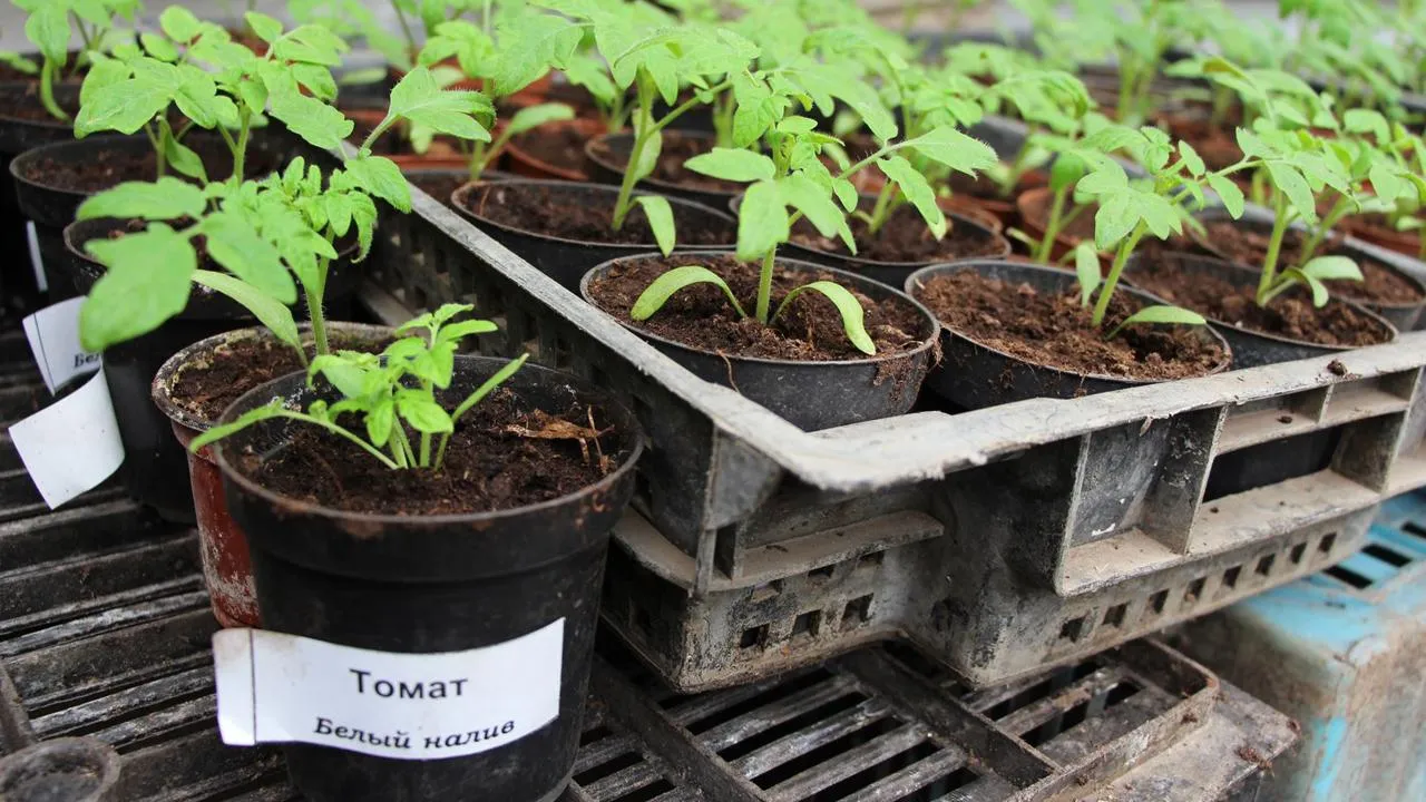 медиасток.рф