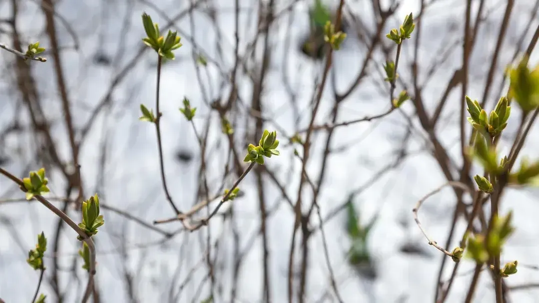 медиасток.рф