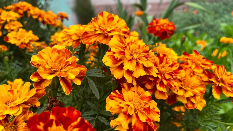 Фото: REGIONS/Елена Фурман