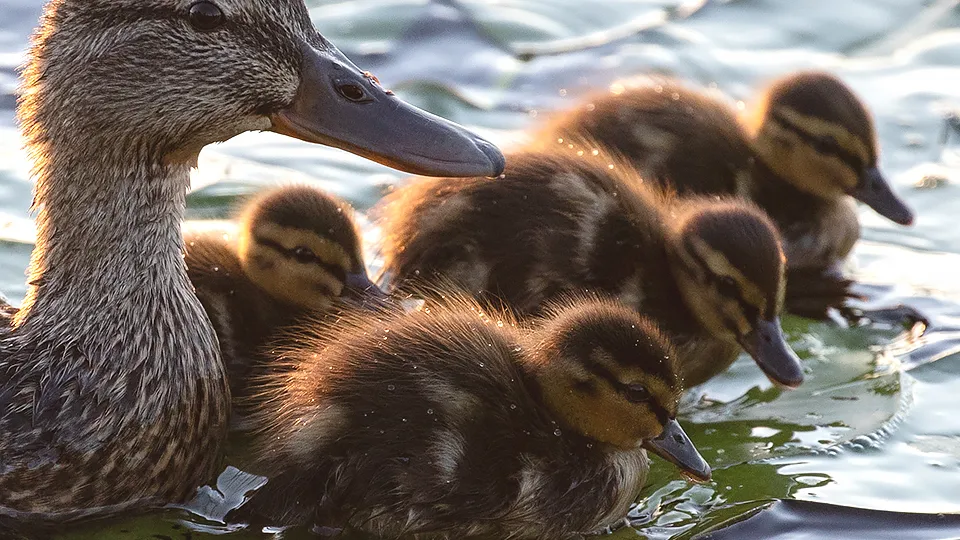 Фото: ТАСС/Владимир Смирнов