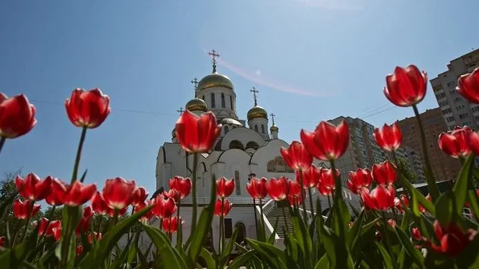 Тридцать тысяч тюльпанов расцветут в Реутове
