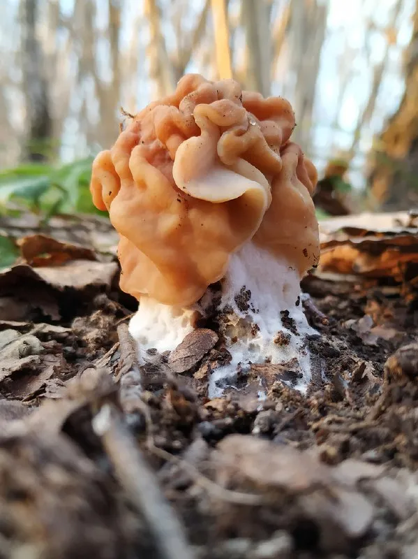 Строчок гигантский / Фото: Владимир Шленсков