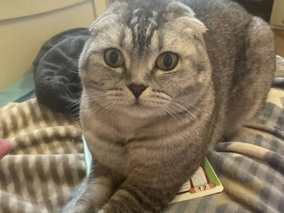 Фото: городская доска объявлений