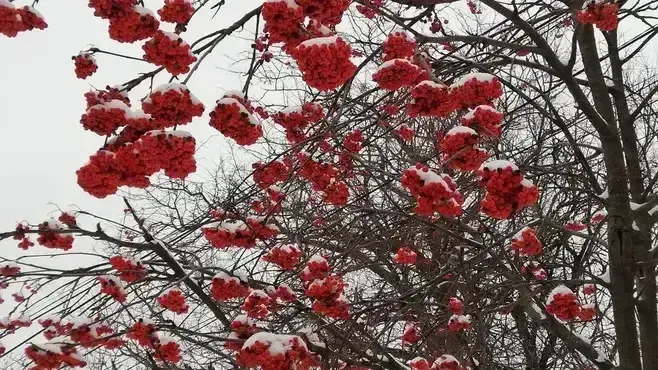 REGIONS/Николай Мулянский