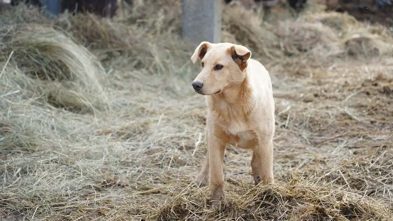 Фото: Руслан Полянин