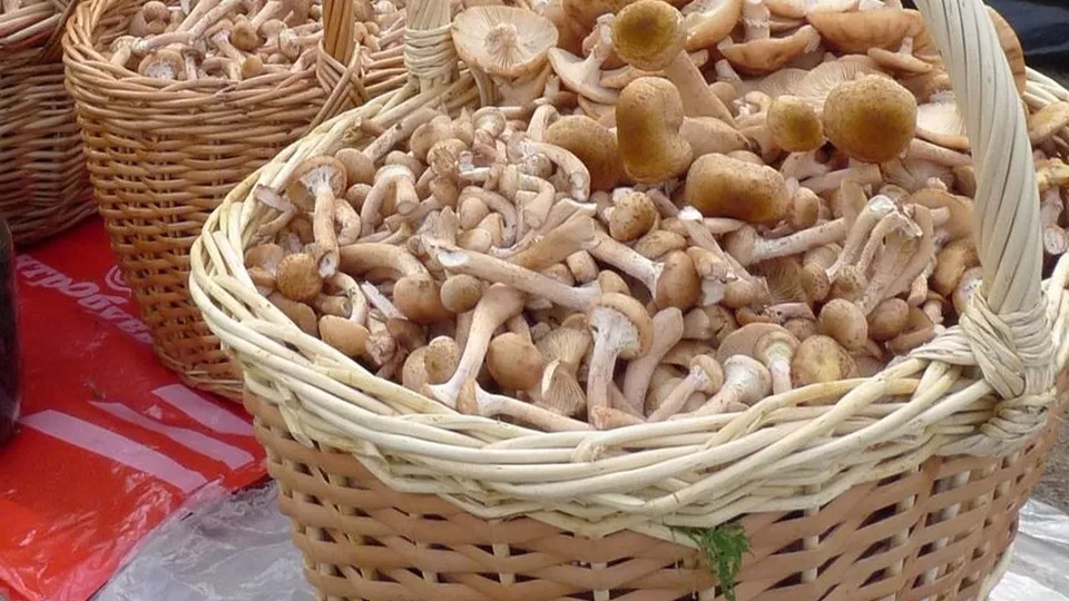 Фото: Медиаархив Подмосковья