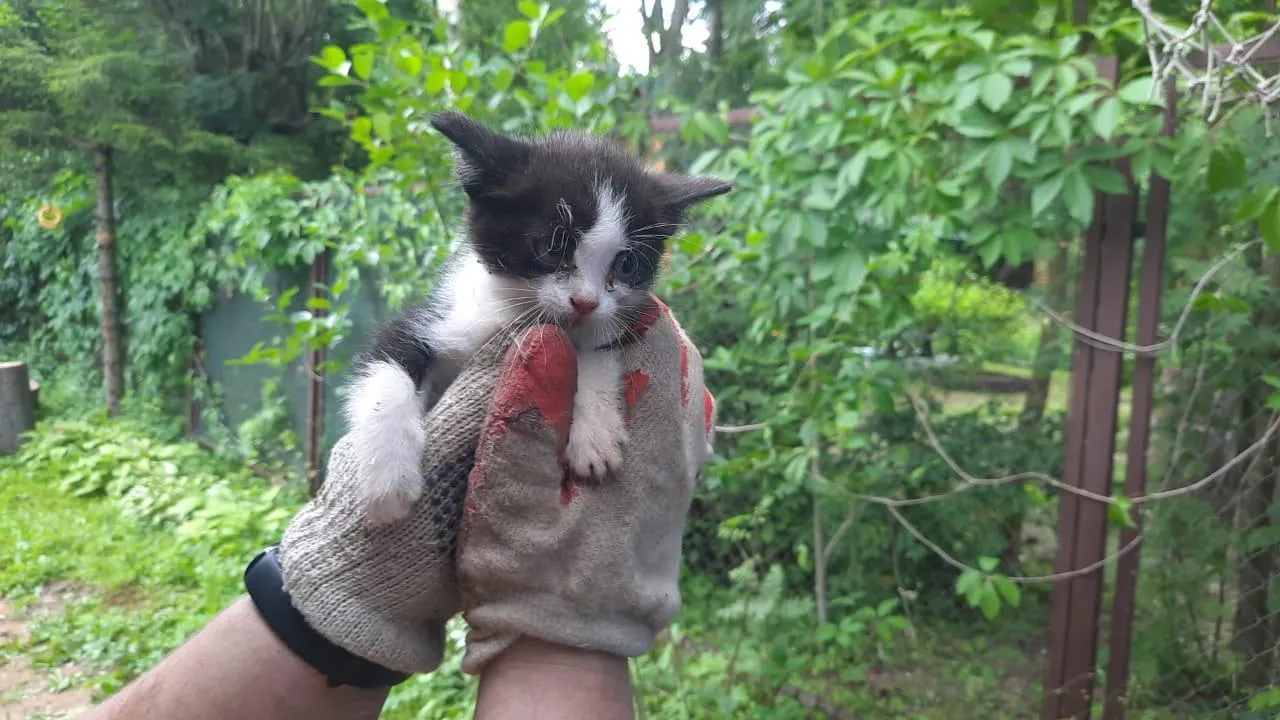 В Подмосковье спасли котенка, застрявшего в сливном отверстии самодельного душа