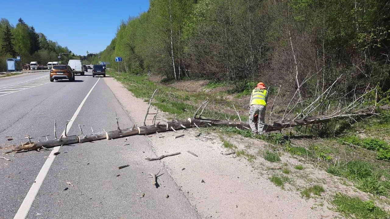 Фото: Комитет лесного хозяйства Московской области