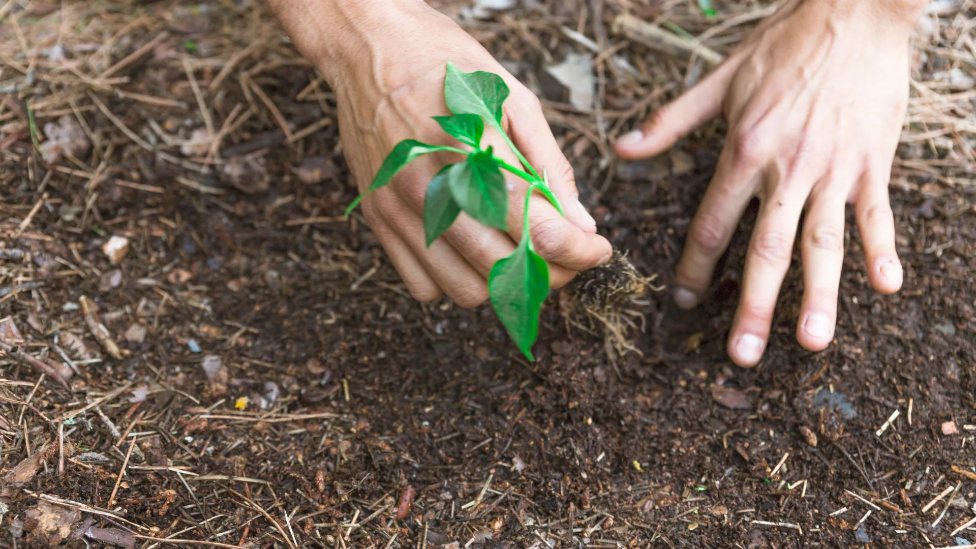 Фото: freepik.com