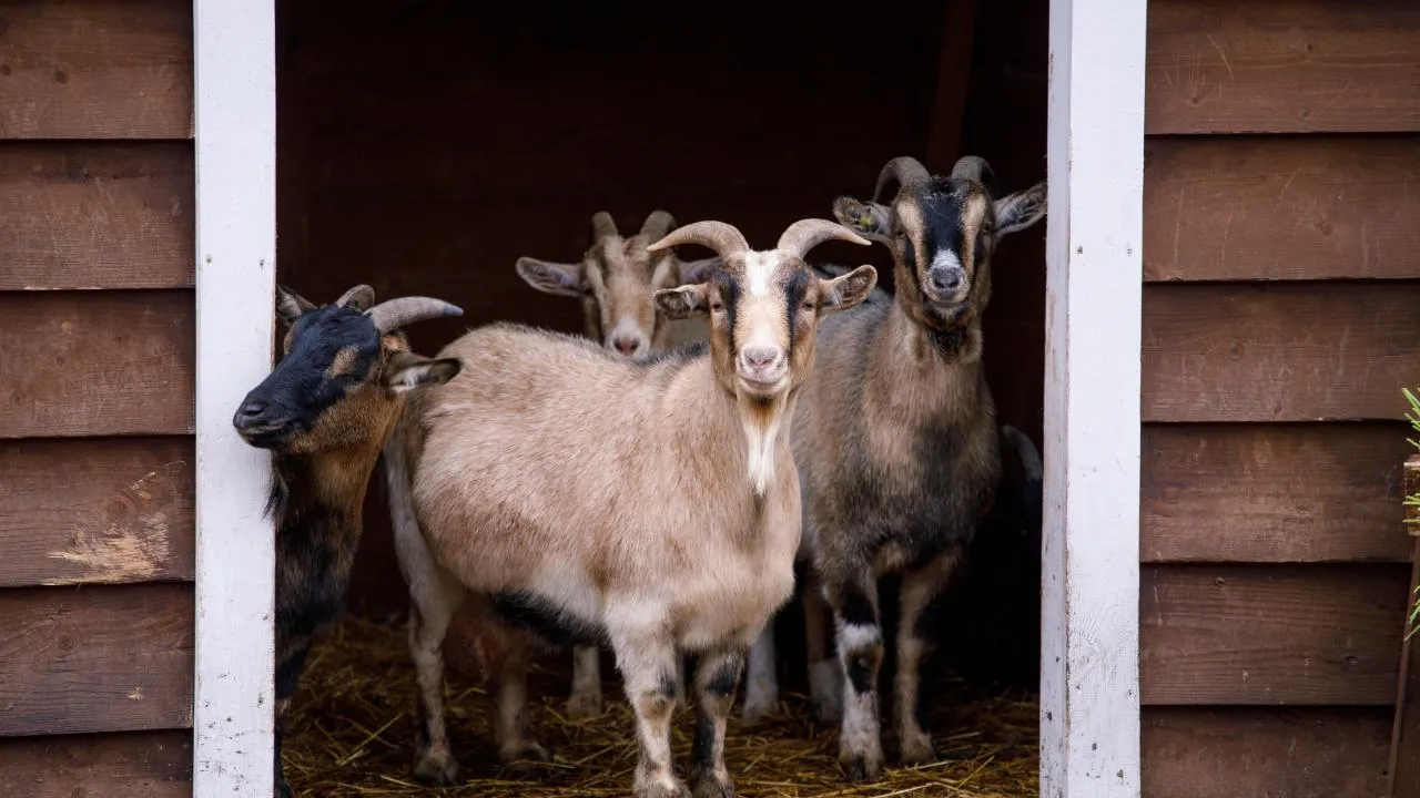 медиасток.рф