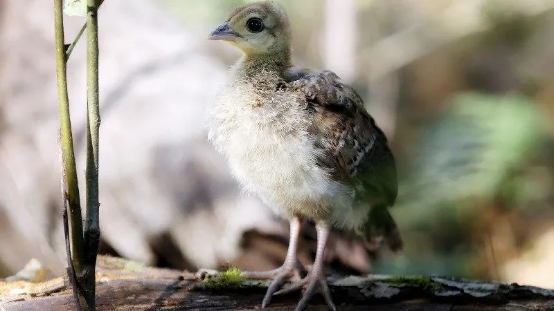 Фото: Такой Можайск_ТМ