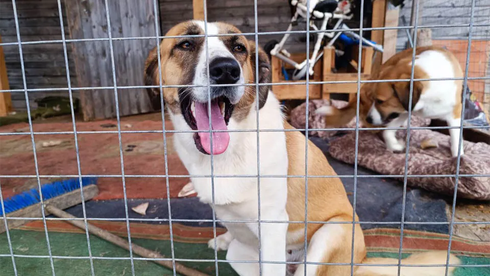 Фото: Медиабанк Подмосковья/Шаливская Яна