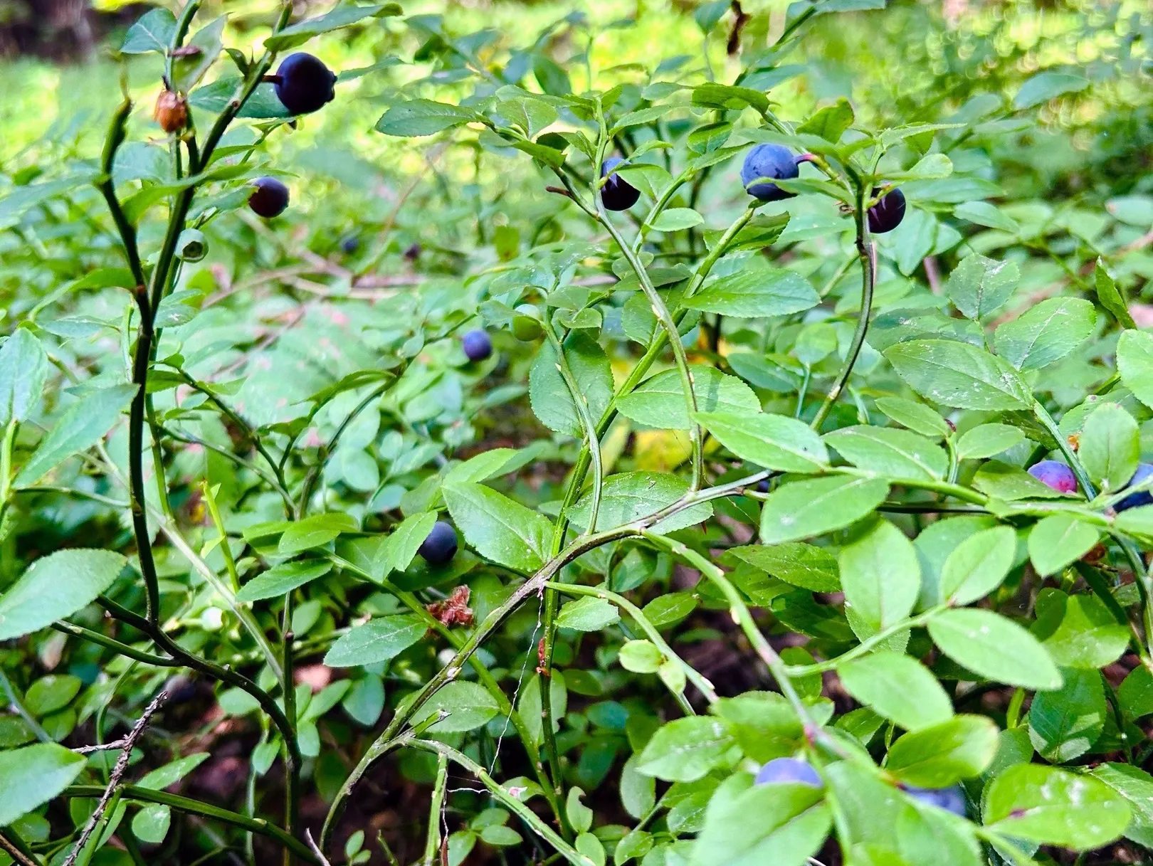 Фото: Грибы в Подмосковье 2024