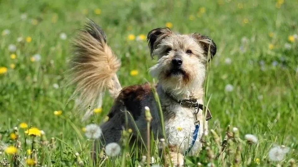 Фото: t.me/beriginya_cat_dog