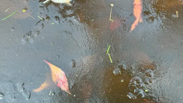 Фото: REGIONS/Илья Попов