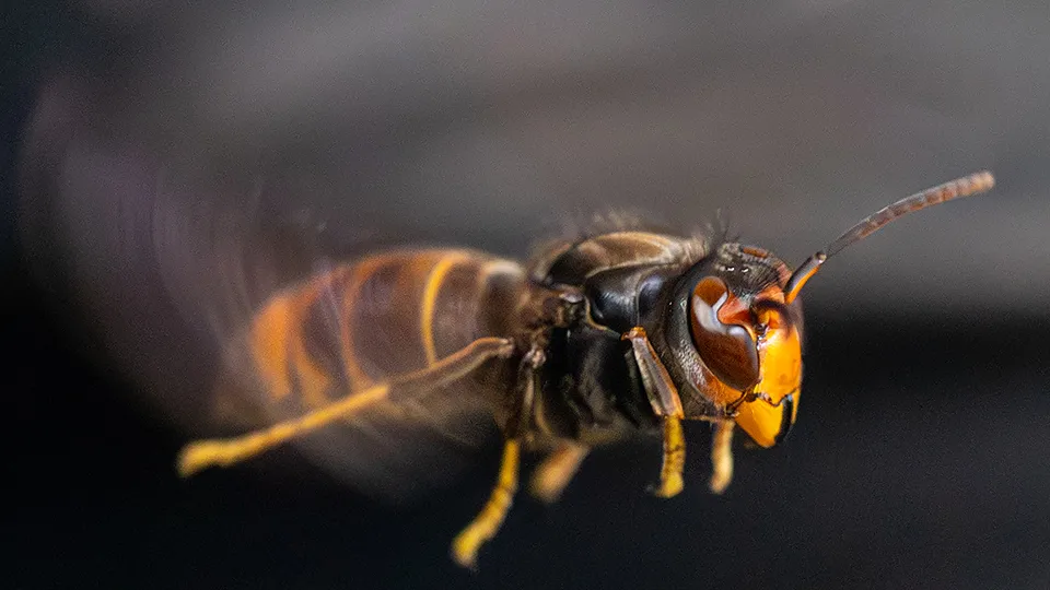 Фото: istockphoto.com/alex_1910