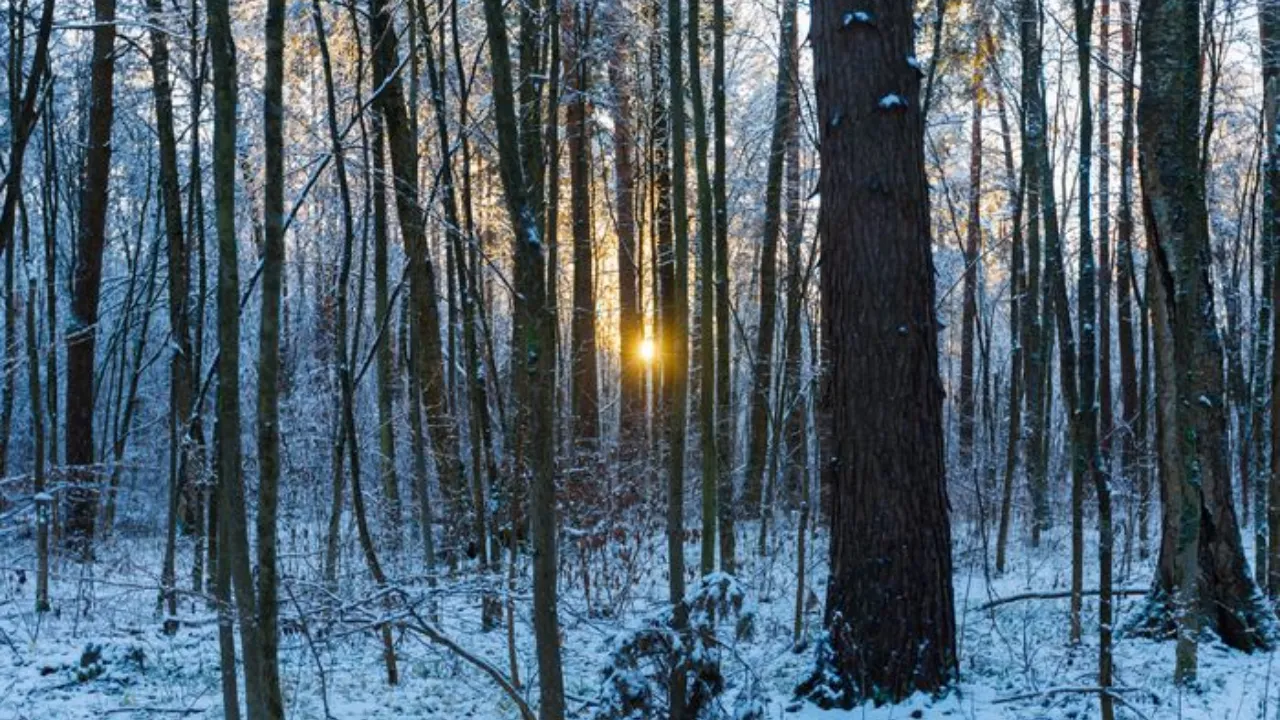 медиасток.рф