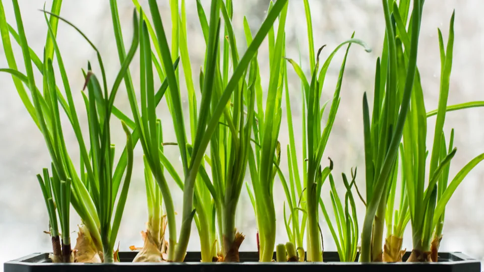 Фото: istockphoto.com/Osobystist