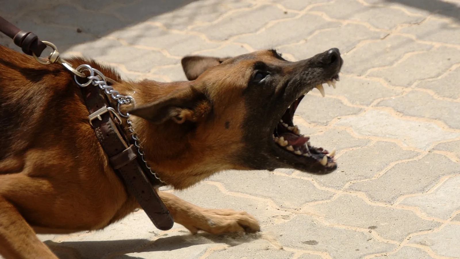 Фото: pxhere.com