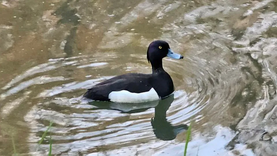 Фото: пресс-служба минэкологии Подмосковья/Ульянов А.И.