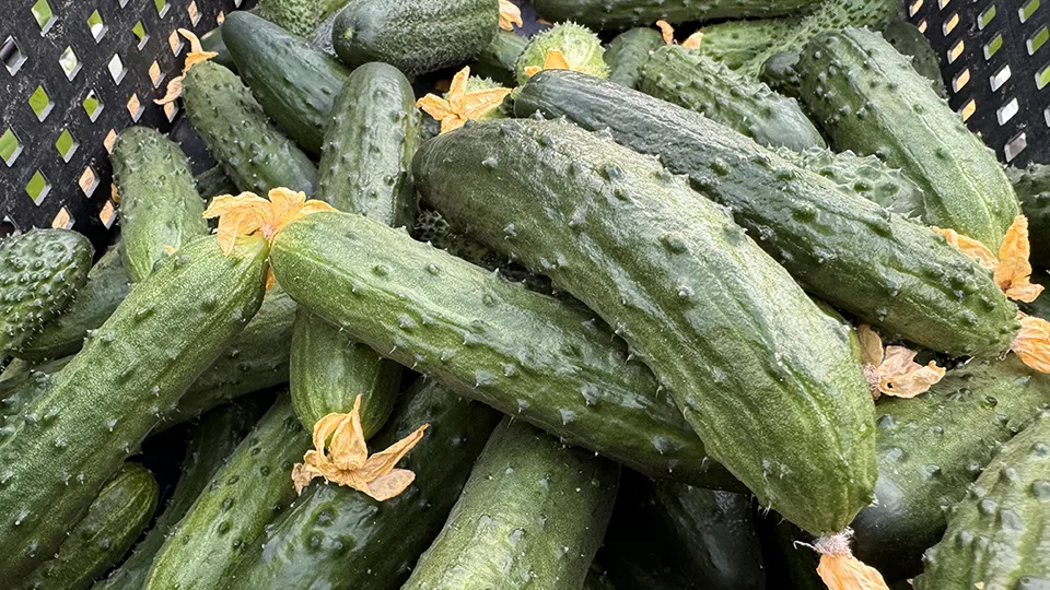 Фото: МедиаБанк Подмосковья/Мария Шматкова