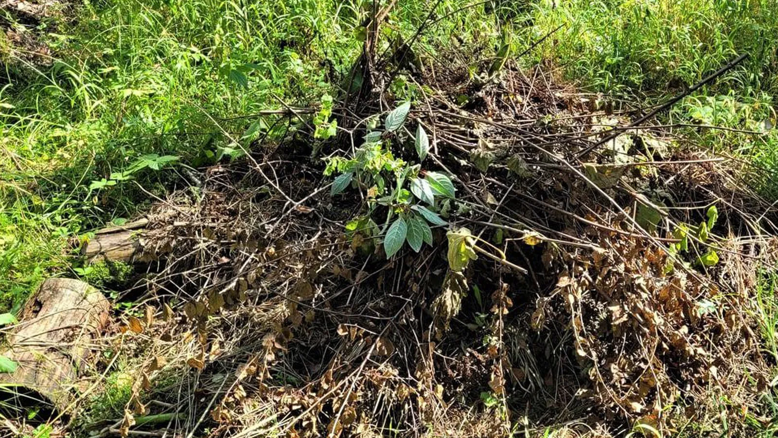 Фото: Комлесхоз МО