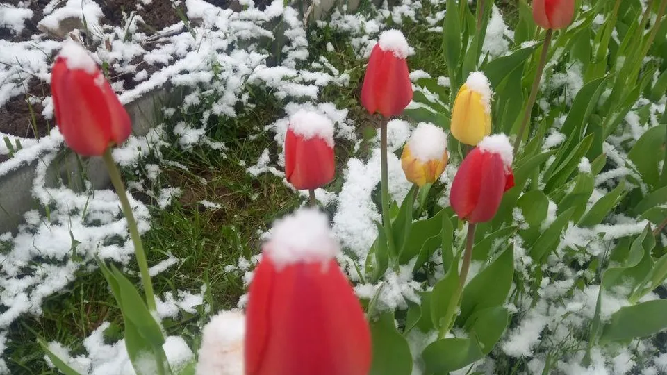 Фото: t.me/Истра, буря, безумие