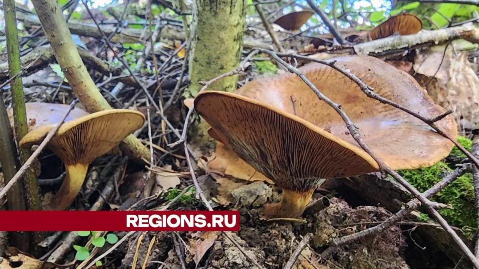 Фото: Мария Панина