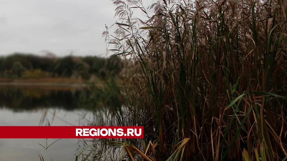 Фото: REGIONS/Василий Тремасов