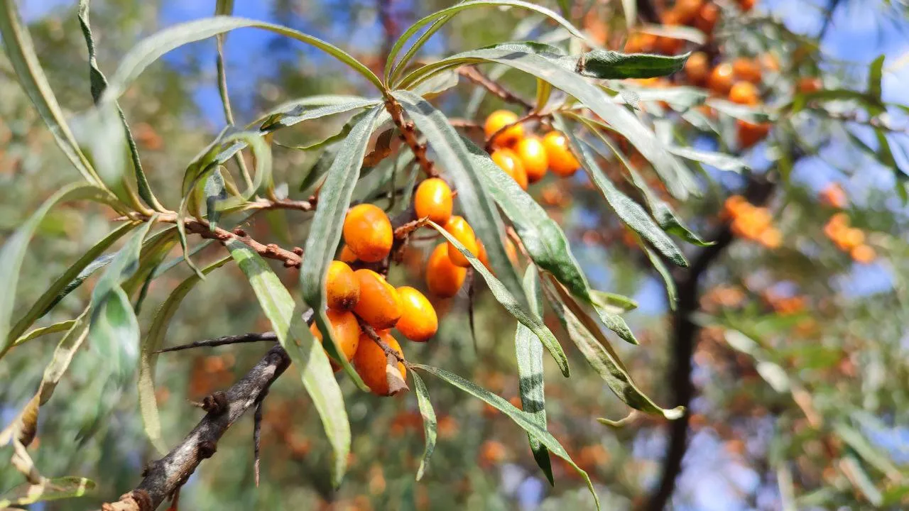 Фото: REGIONS/Елена Забелина