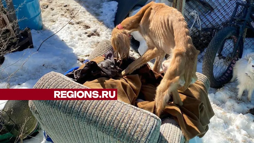 Фото: Вк/ГБР Зоозащита