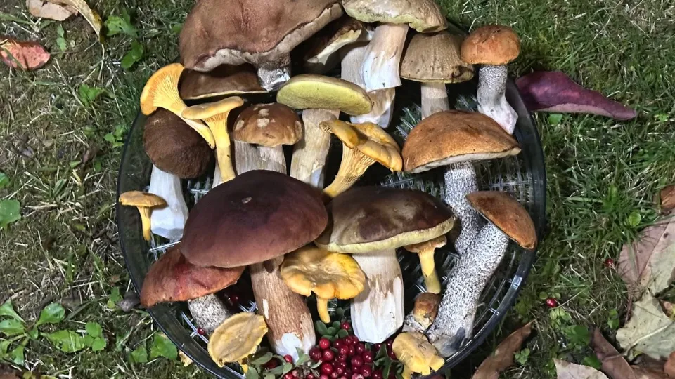 Фото: t.me/gribanutie